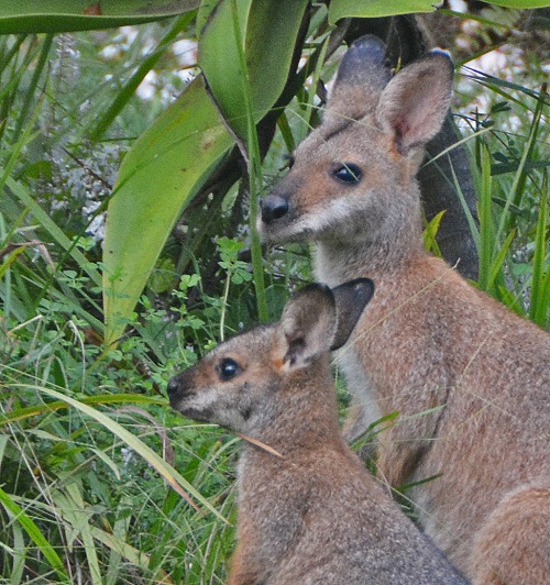 Red-necked wallabies.