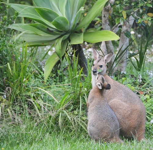 Red-necked wallabies.