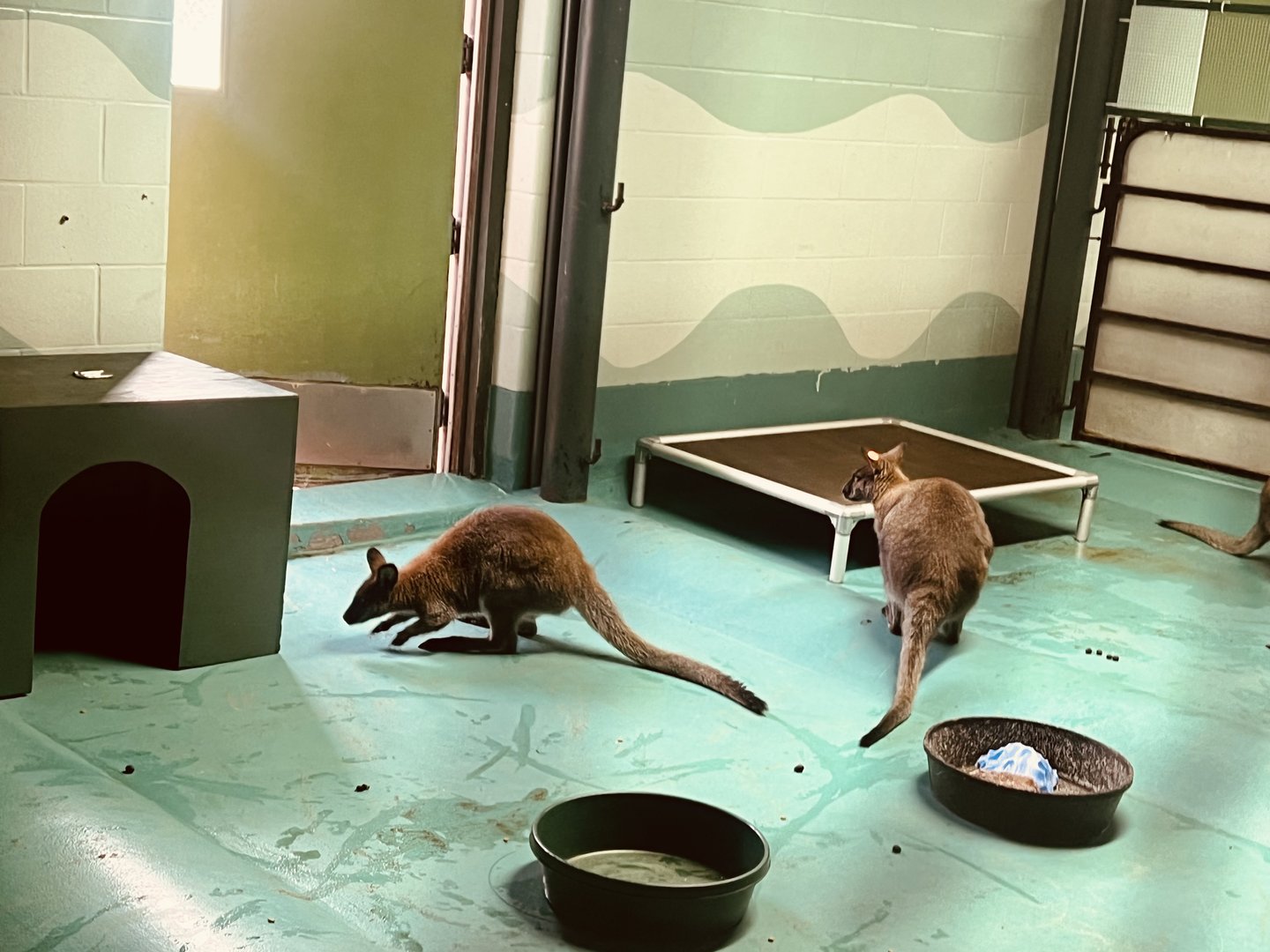 Red-necked Wallabies