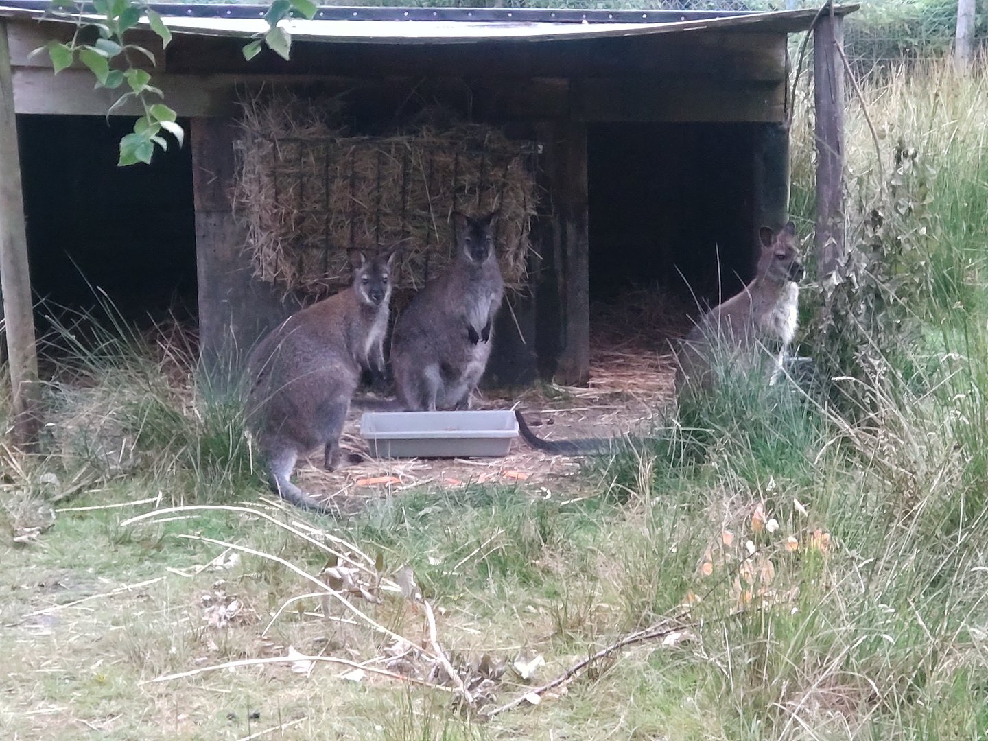 Red necked wallabies