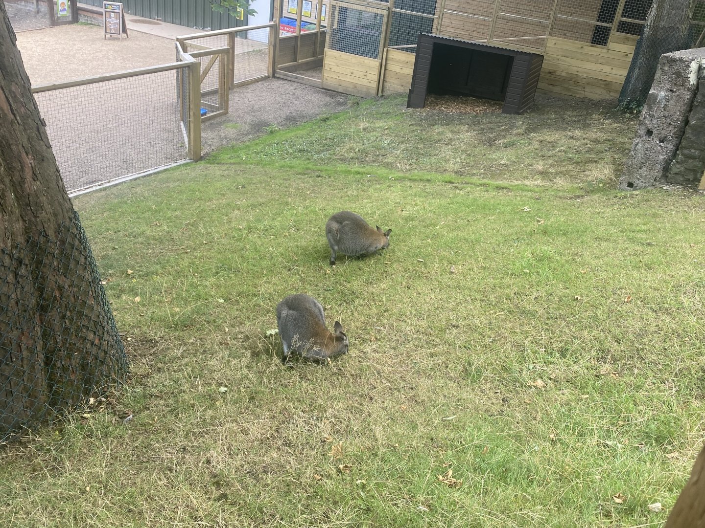 Red necked wallabies