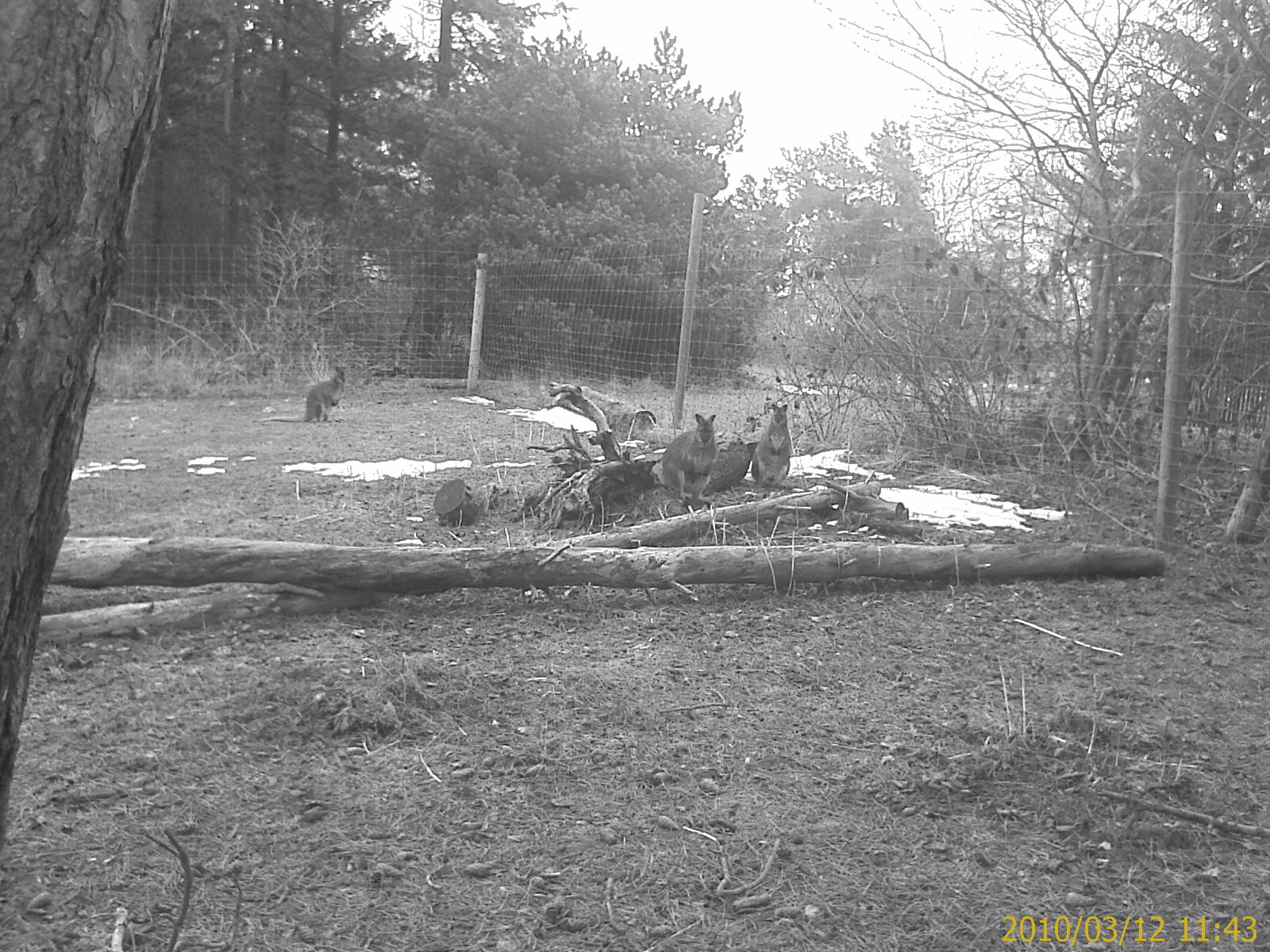 Red necked Wallabies