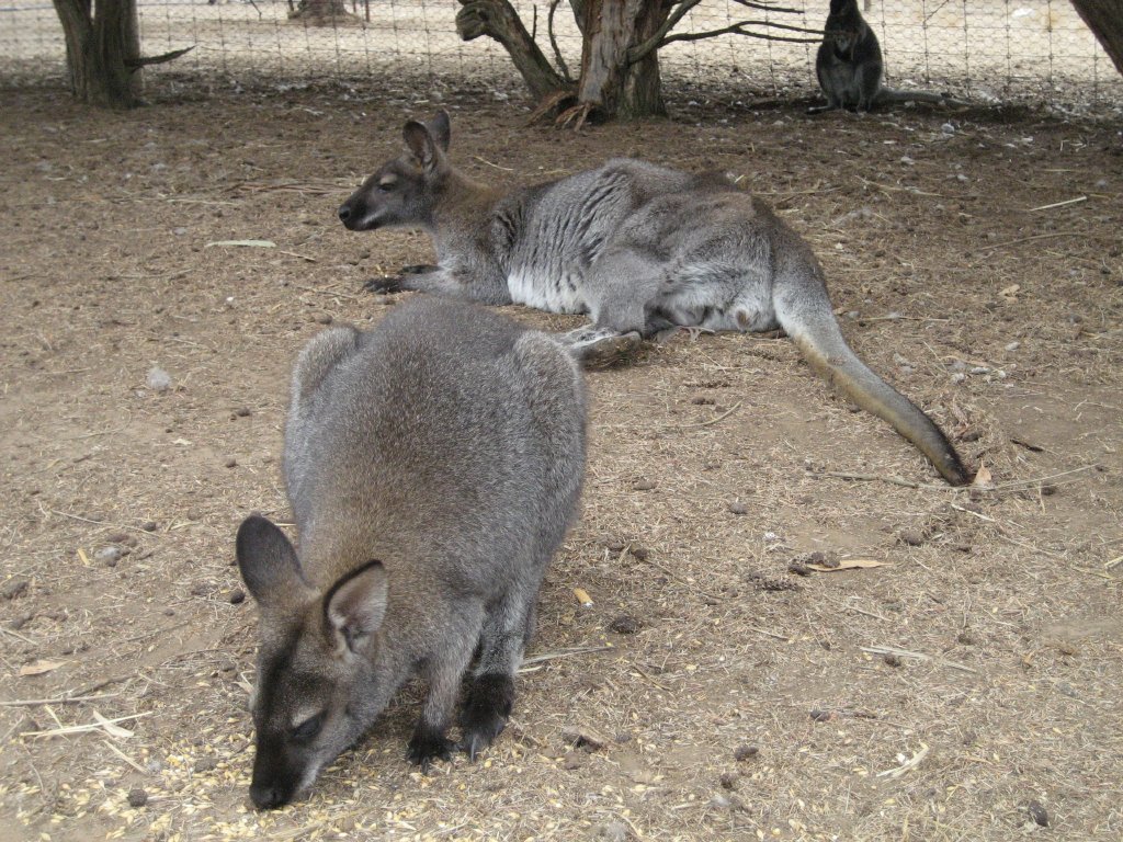 Red-necked Wallabies