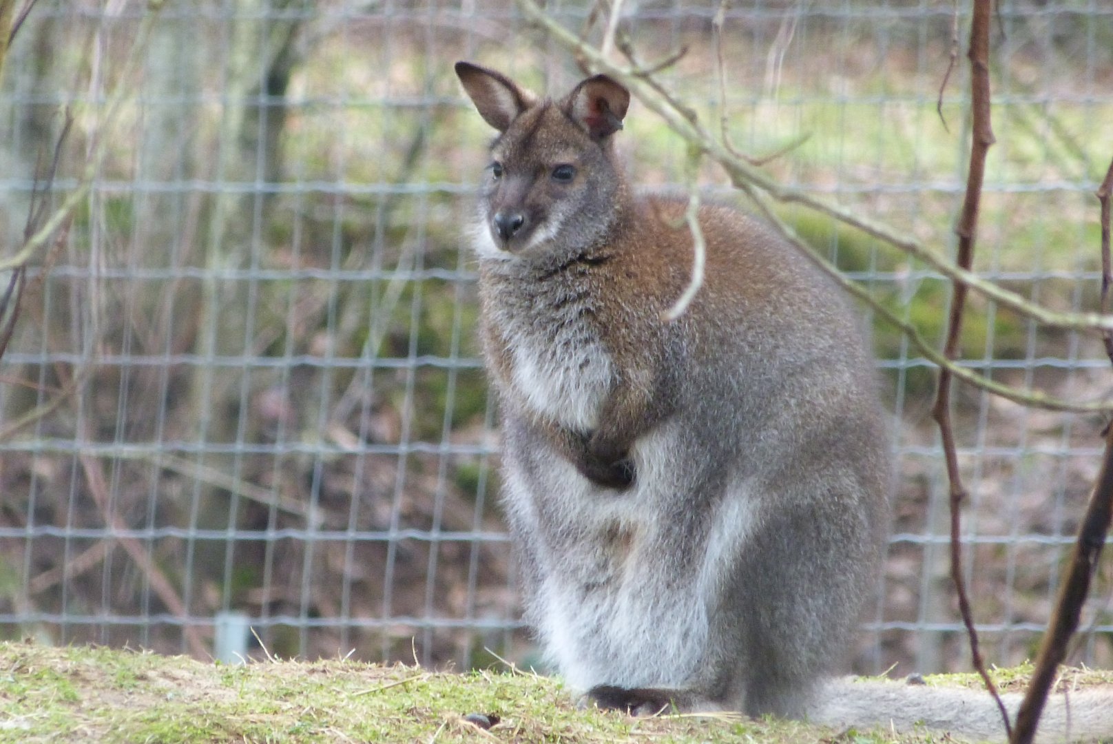 Red-Necked Wallaby - 01/15/2022