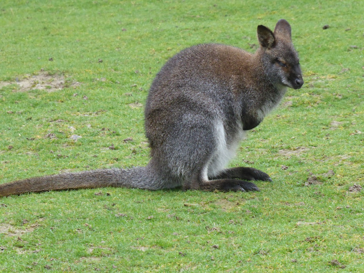 Red-necked wallaby 040319