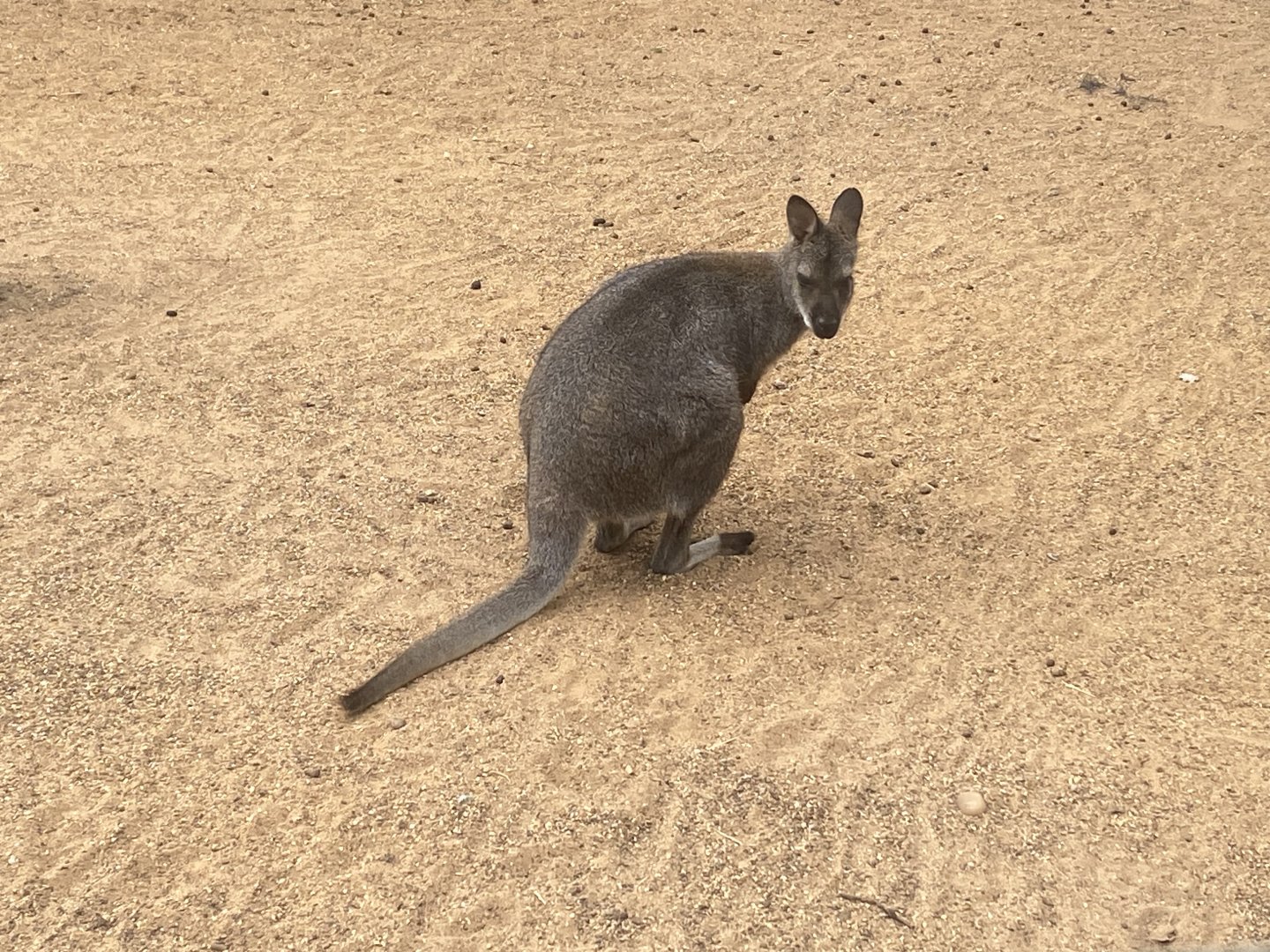 Red-necked wallaby 040824