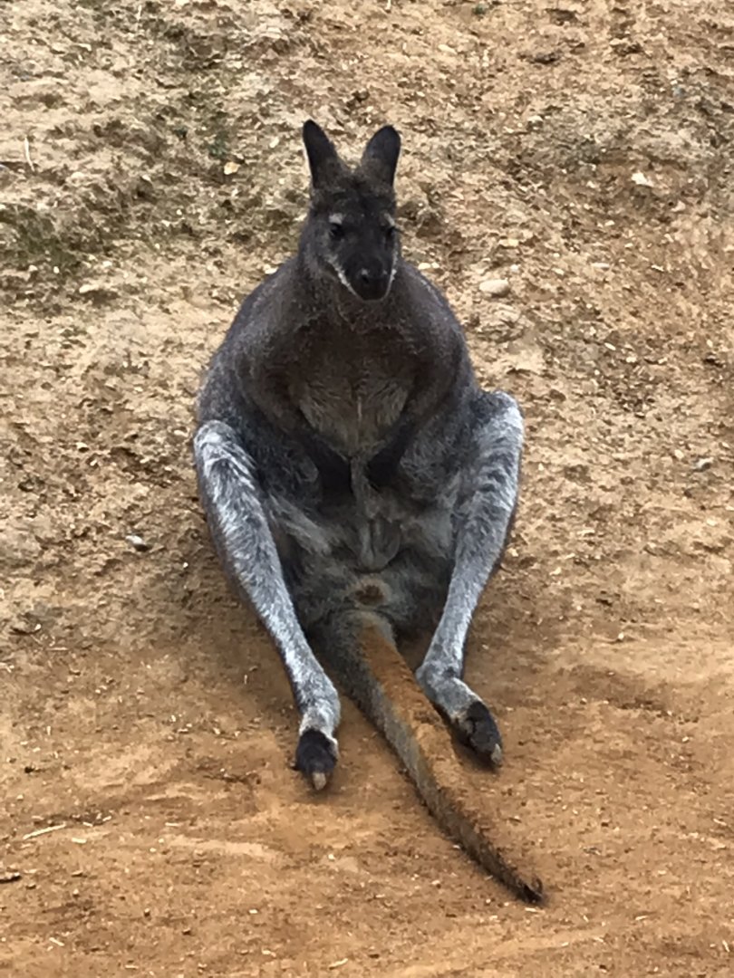 Red-necked wallaby 050819