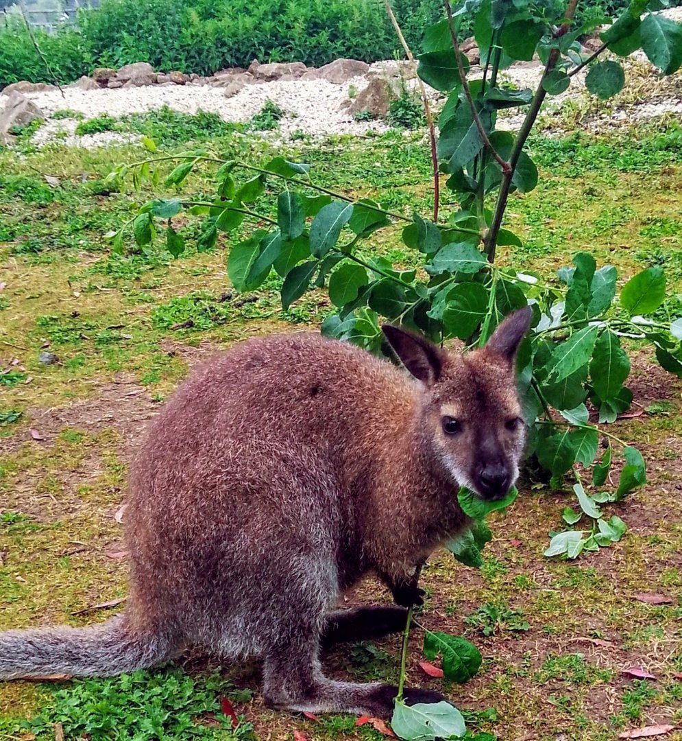 Red-necked Wallaby 070625