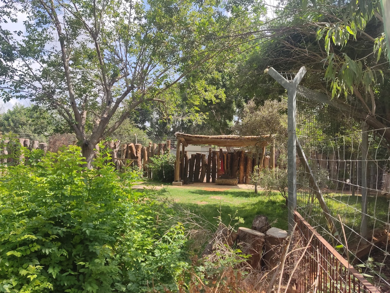 Red-necked Wallaby 1