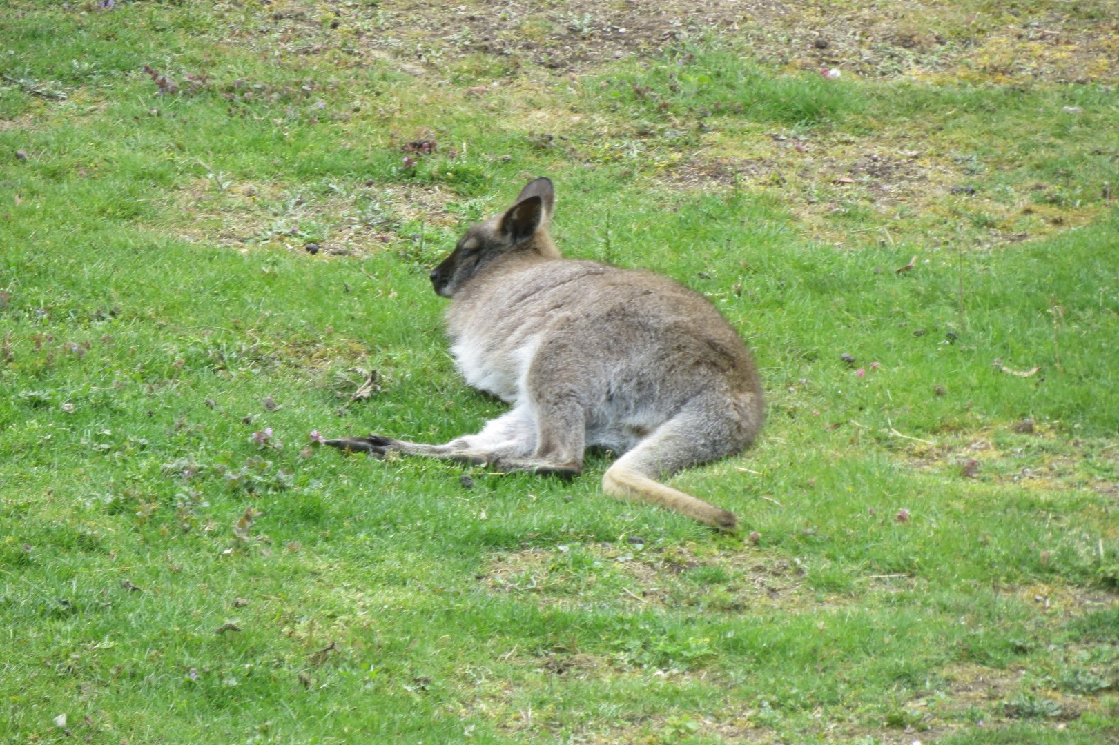 Red-necked wallaby 110519