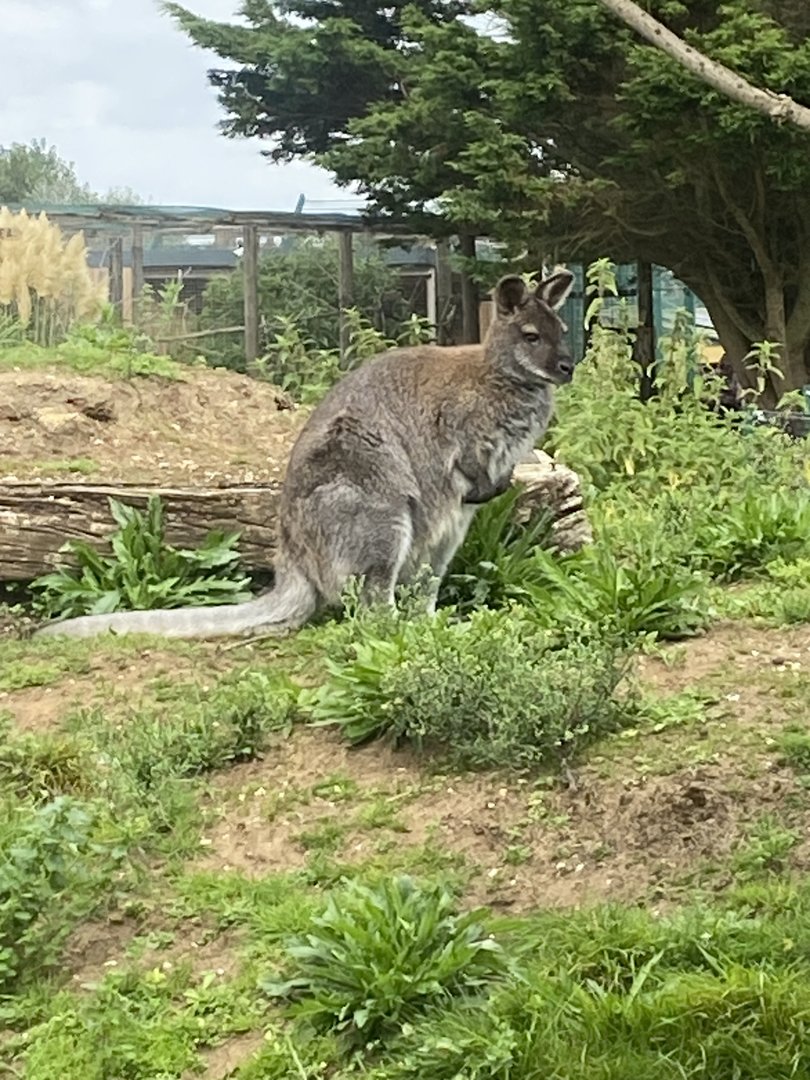 Red-necked wallaby 130923