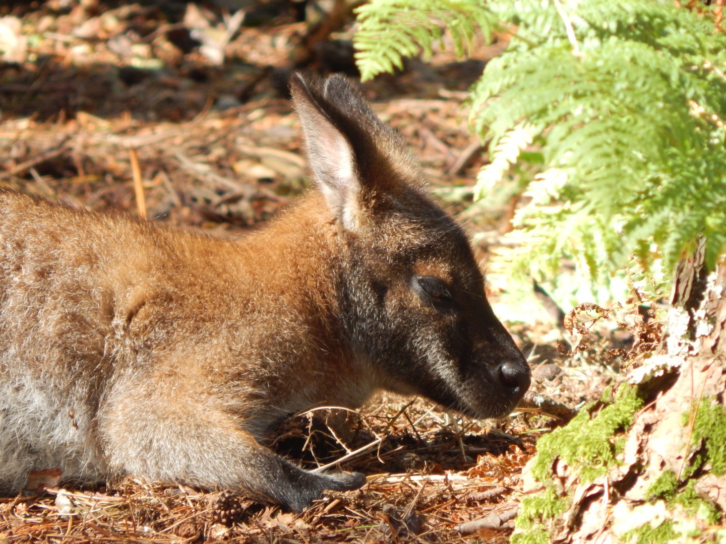 Red-necked wallaby 130924