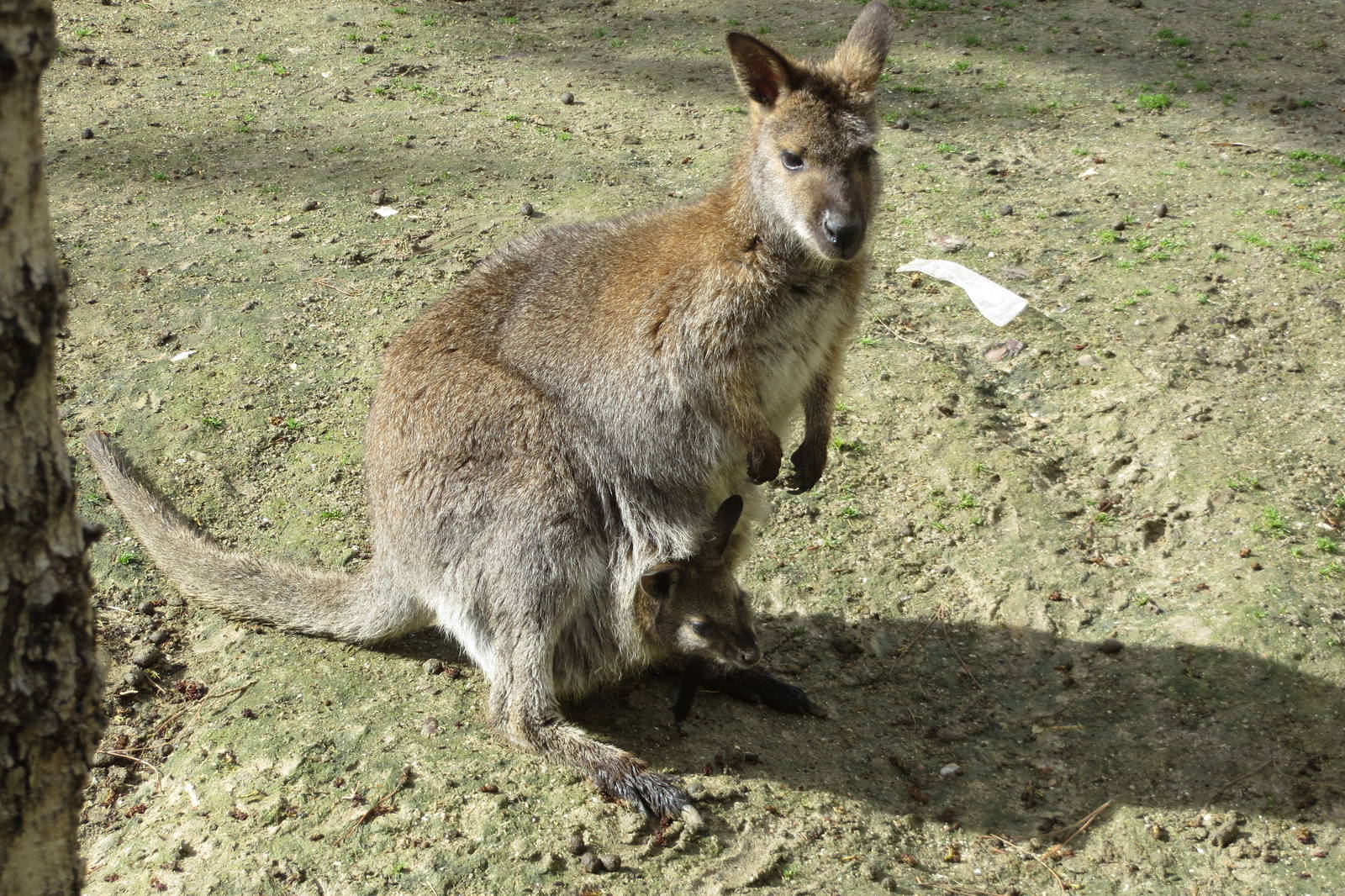 Red-necked Wallaby 140216