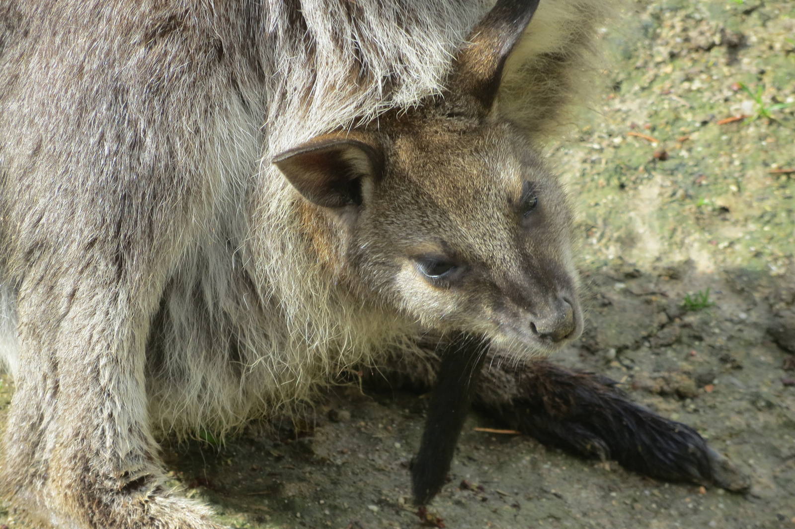 Red-necked Wallaby 140216