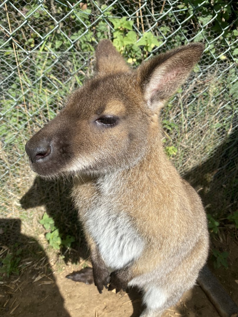 Red-necked wallaby 140923