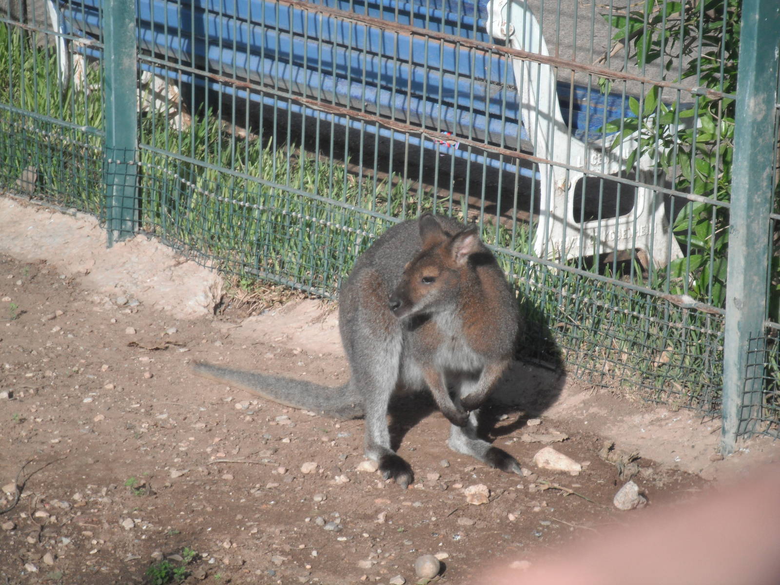 Red-necked Wallaby- 1st/Jan/2011