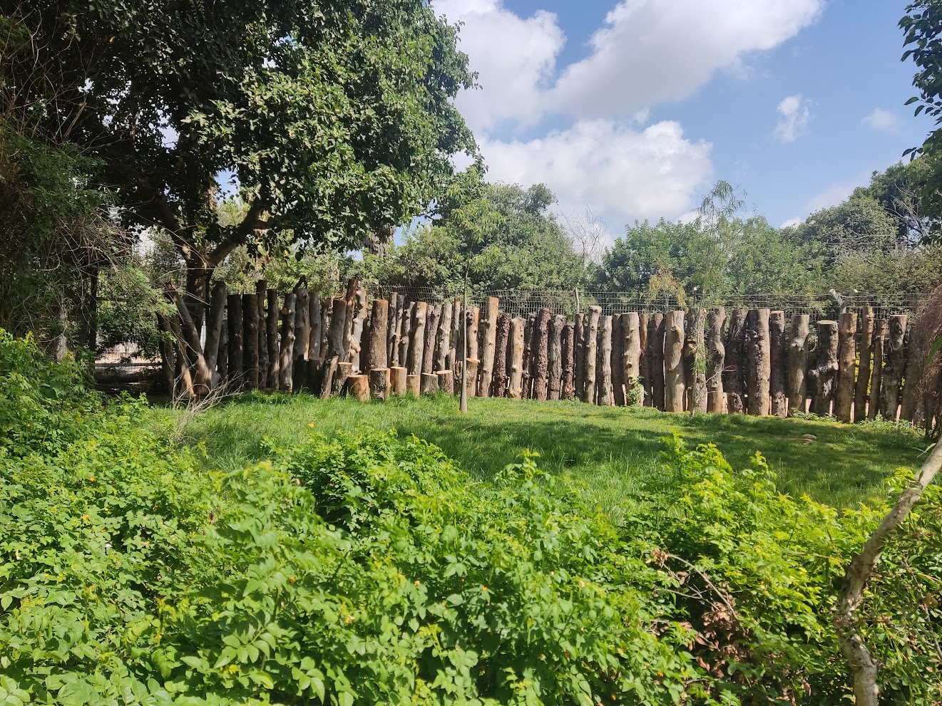 Red-necked Wallaby 2