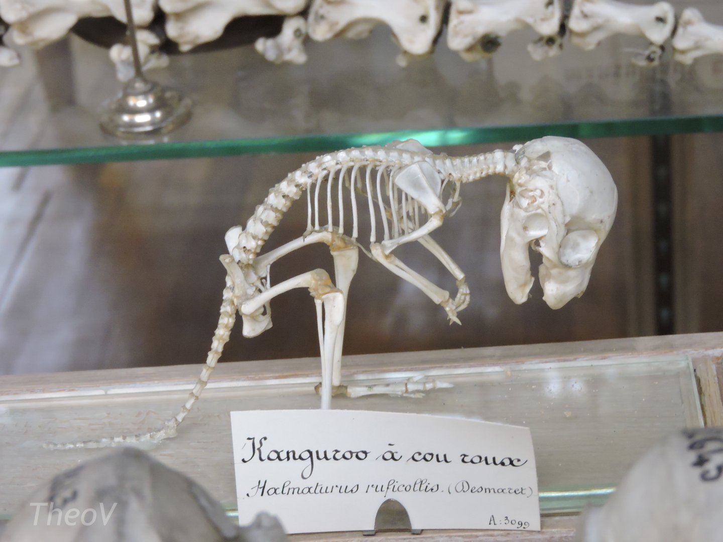 Red-necked wallaby [2015]