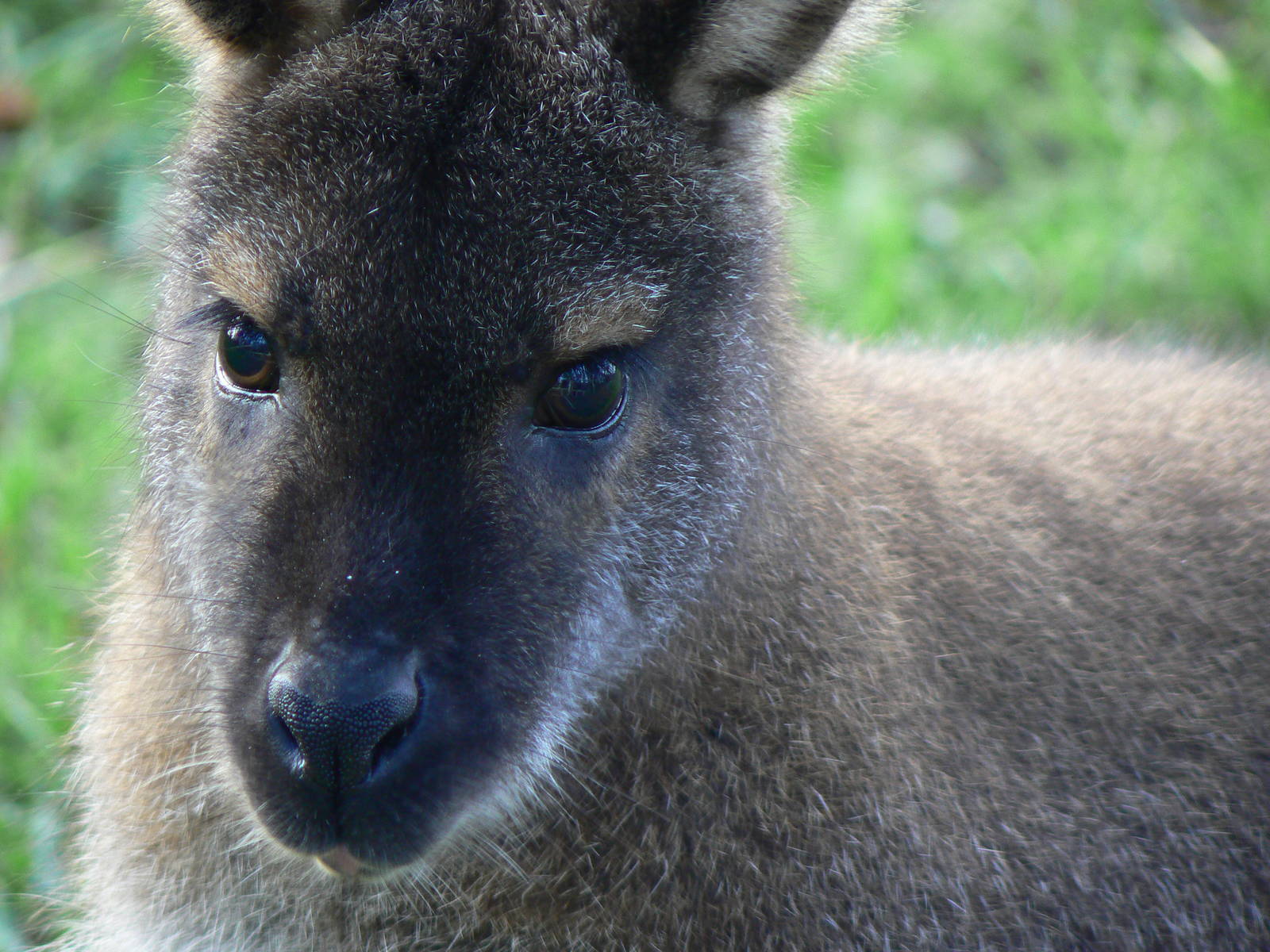 Red-necked Wallaby - 22 November 2015