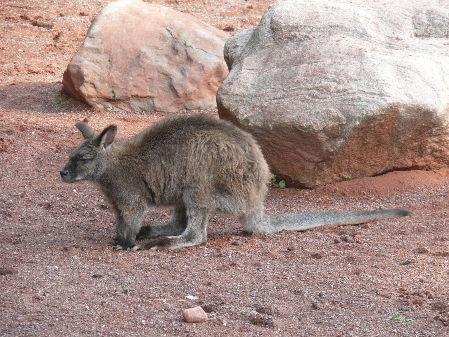 Red-necked Wallaby - 24-08-2020