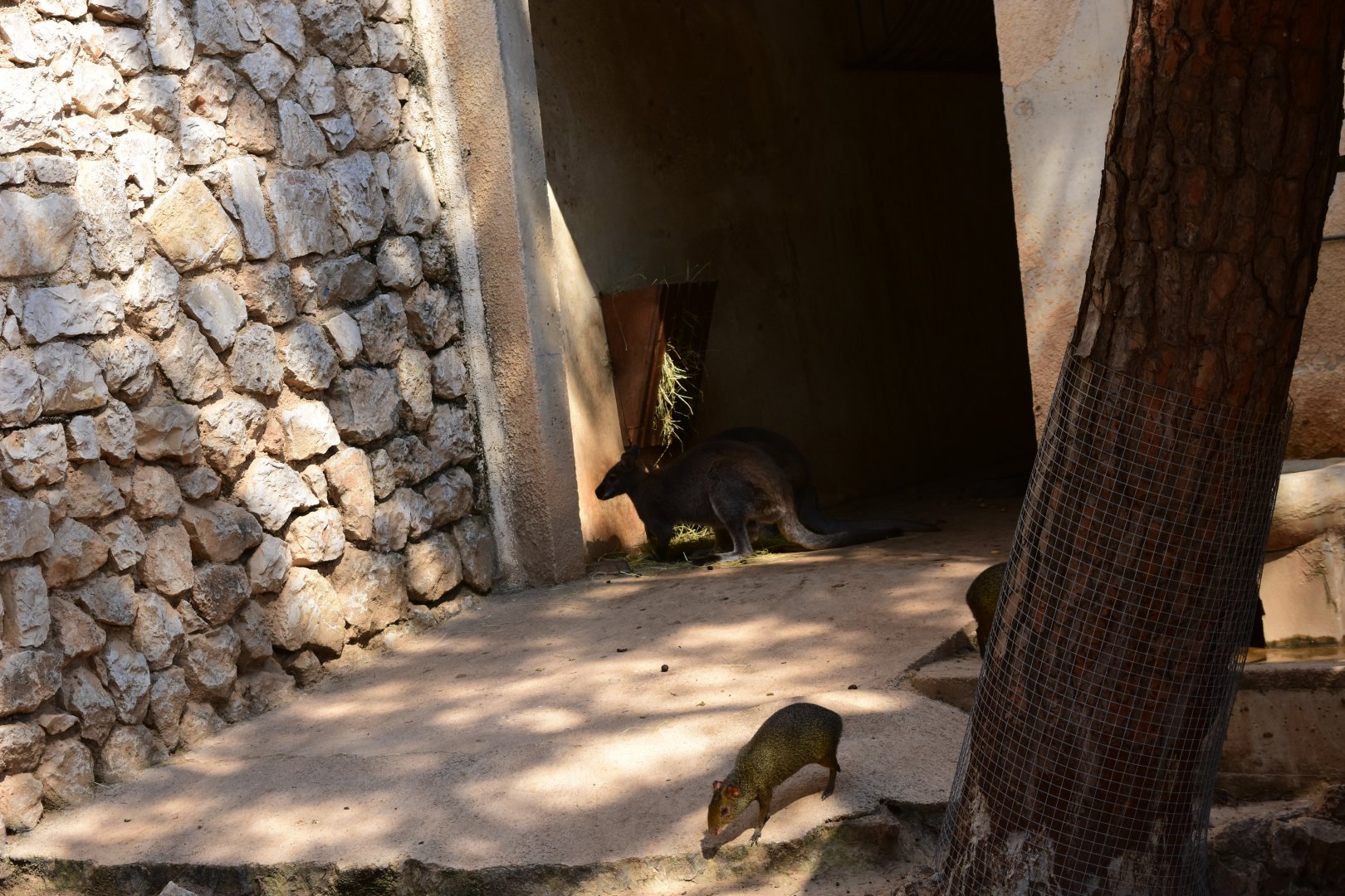 Red necked wallaby and agouti