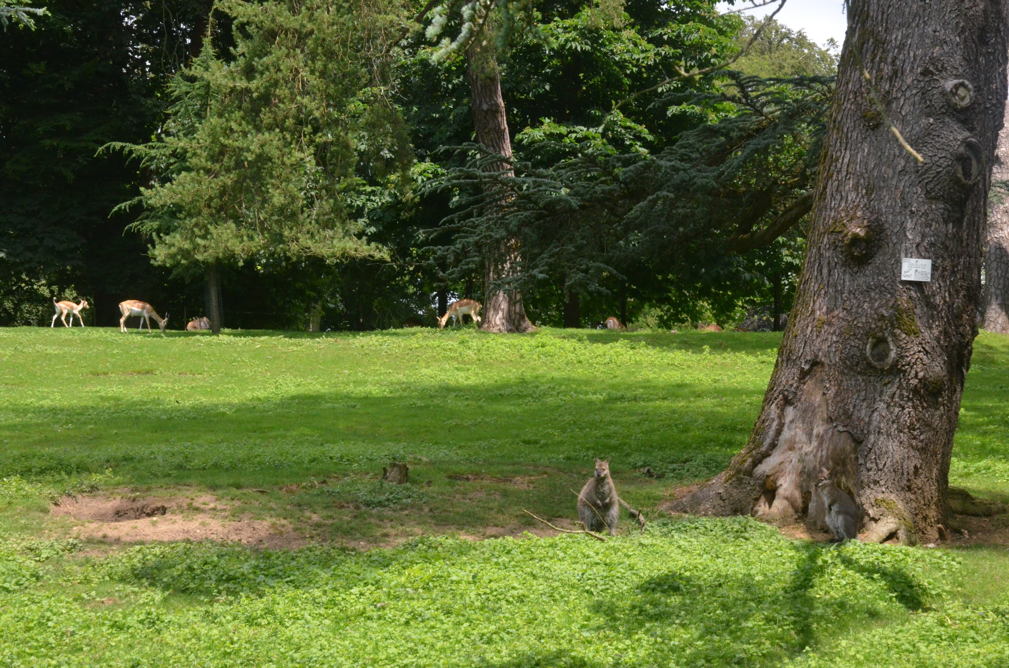 Red-necked Wallaby and Blackbuck at Clères, 16/06/18