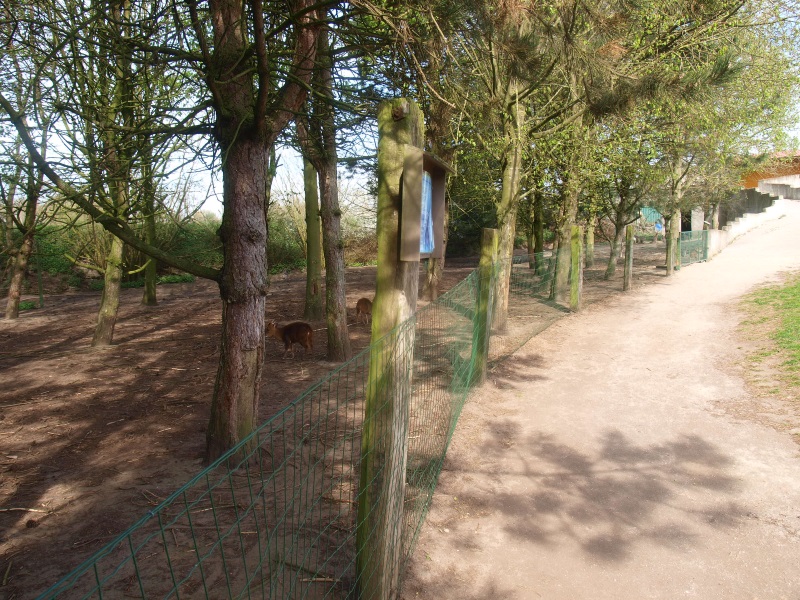 Red-necked wallaby and Chinese muntjac enclosure (April 19th, 2015)