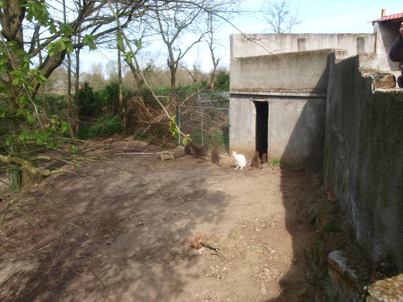 Red-necked wallaby and Chinese muntjac enclosure (April 19th, 2015)
