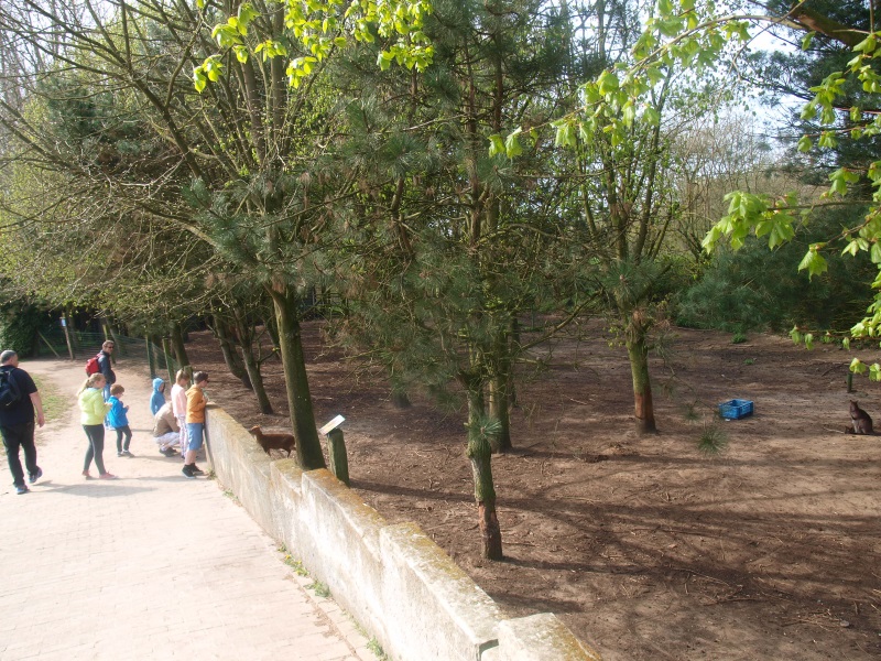 Red-necked wallaby and Chinese muntjac enclosure (April 19th, 2015)
