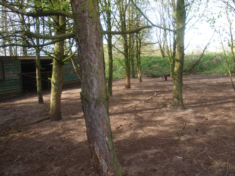 Red-necked wallaby and Chinese muntjac enclosure (April 19th, 2015)