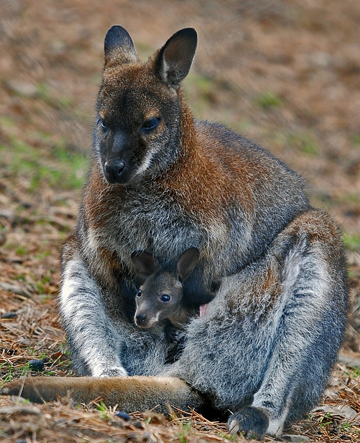 Red Necked Wallaby and Joey