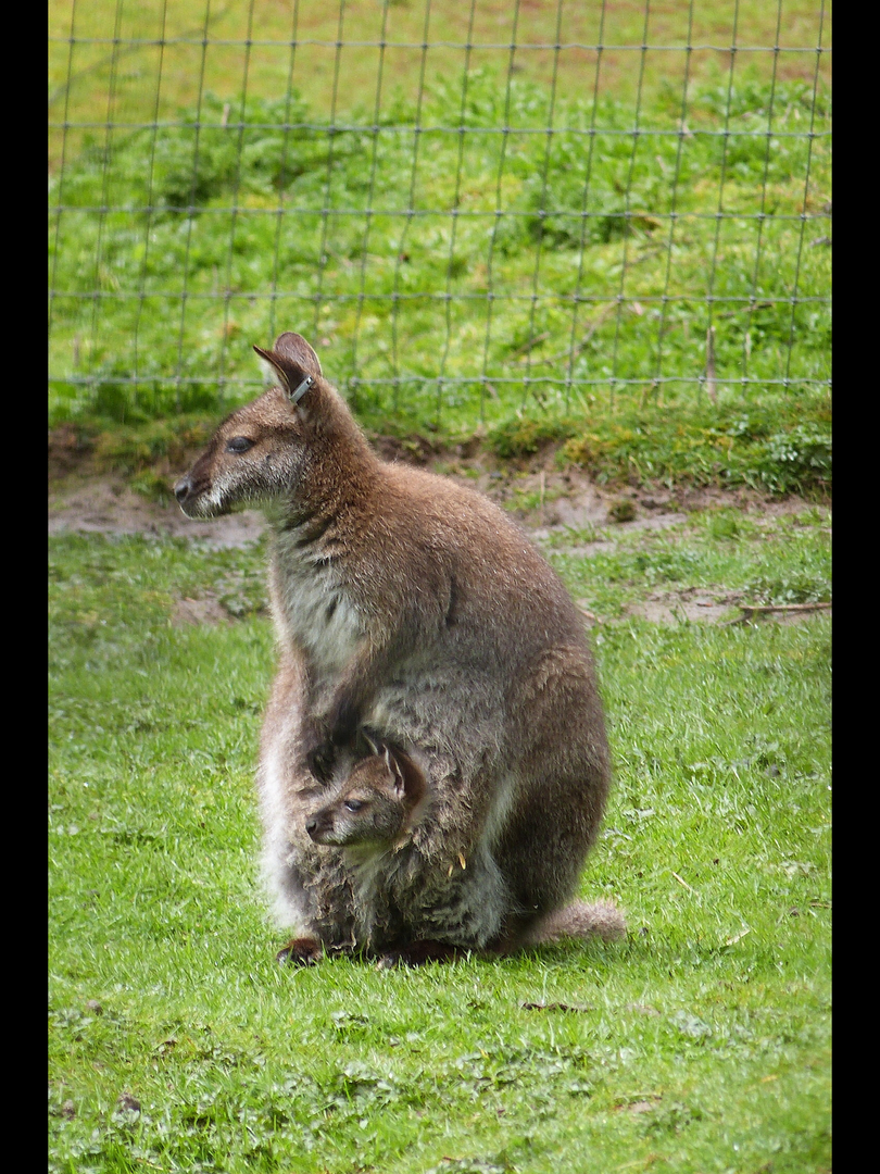 Red-necked Wallaby (and Joey)