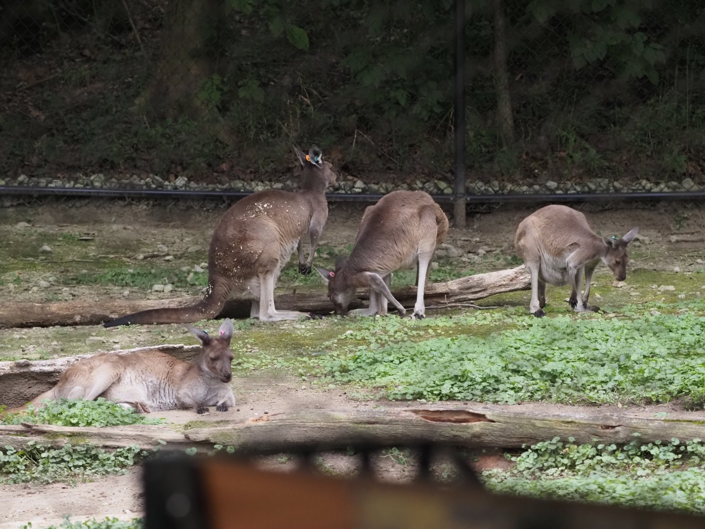Red-necked wallaby and western gray kangaroos