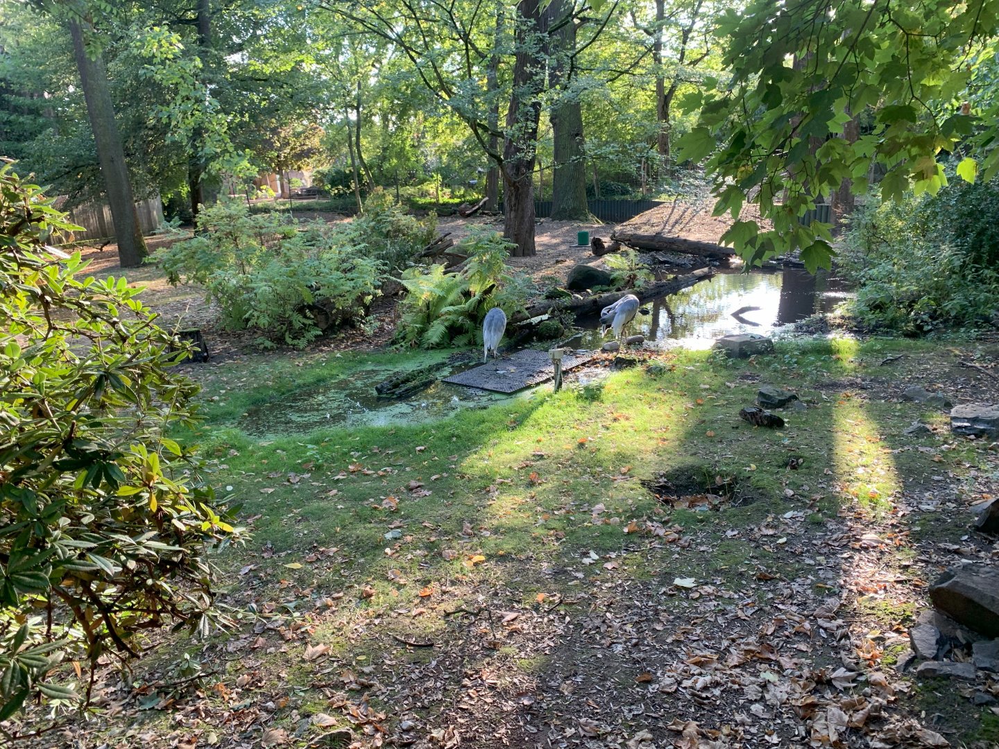 Red-necked Wallaby and White-naped Crane enclosure - Asia