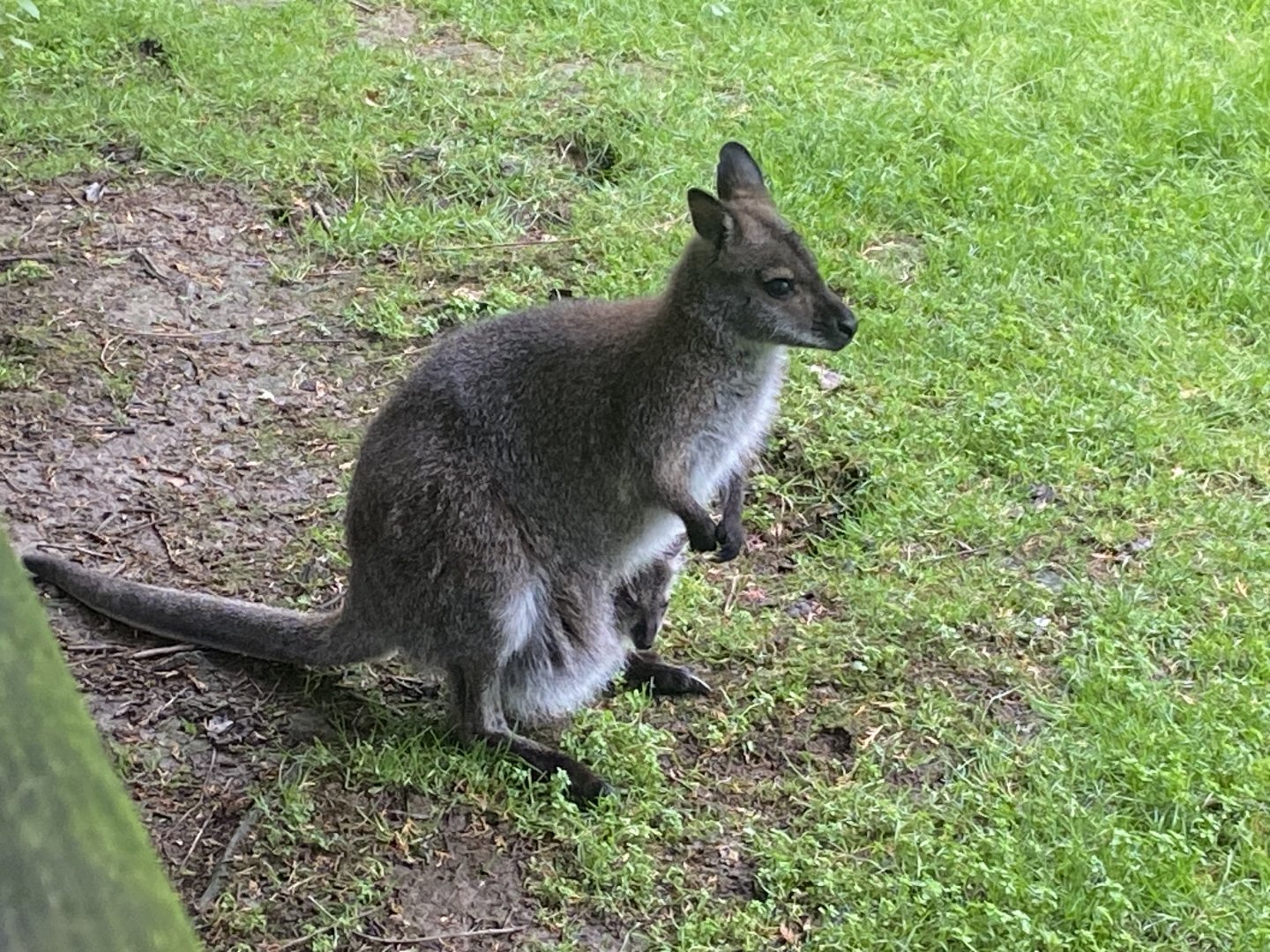 Red-necked wallaby and young 050625