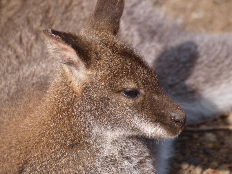 Red-necked wallaby (April 19th, 2015)