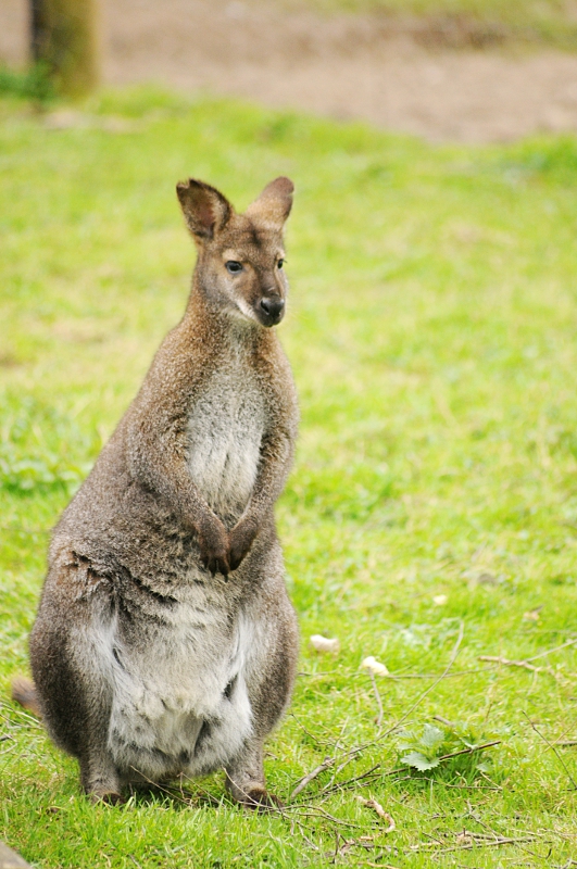 Red-necked wallaby at Bad Pyrmont
