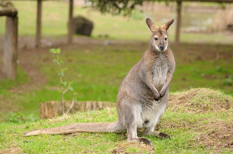 Red-necked wallaby at Bad Pyrmont