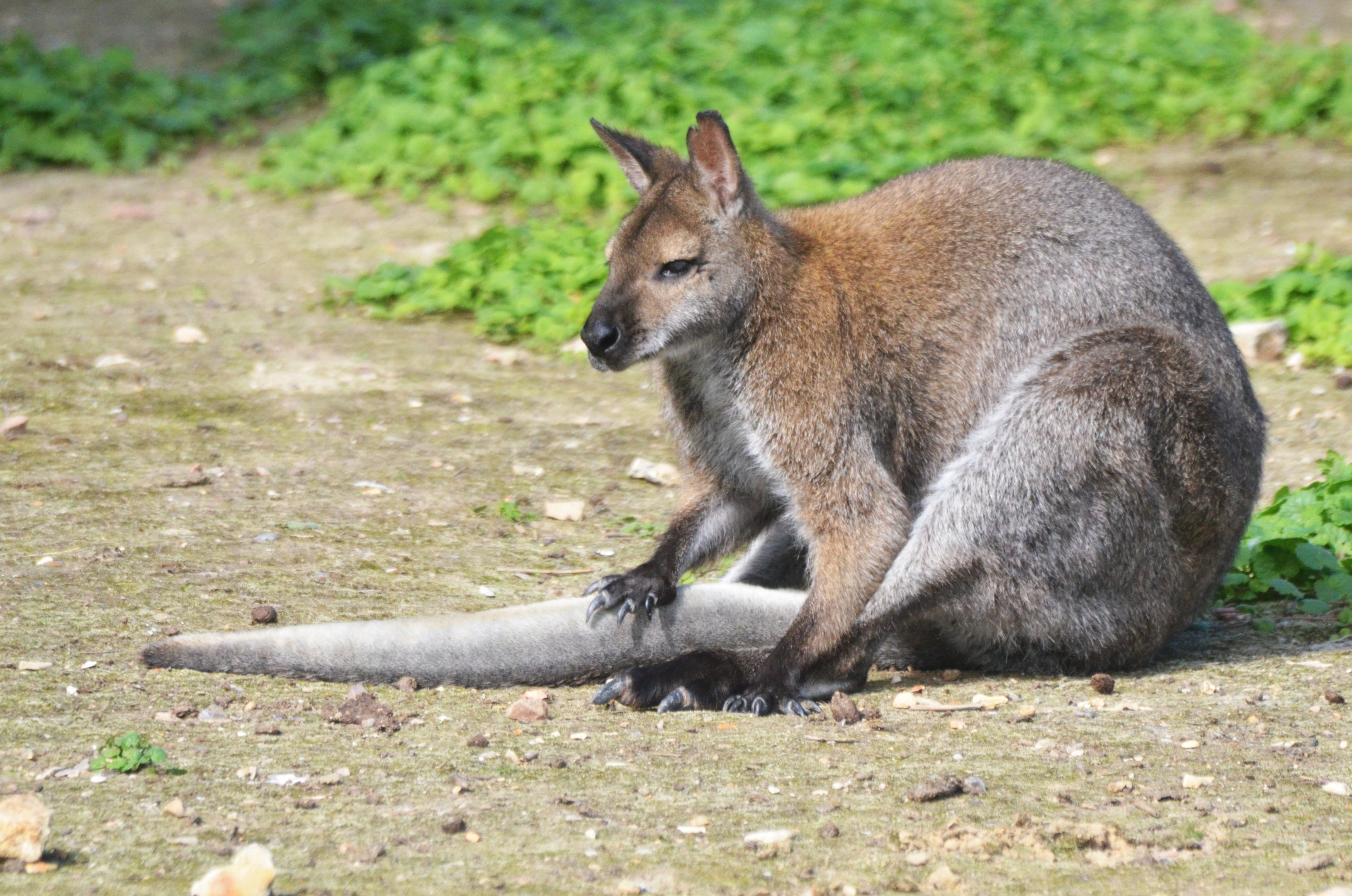 Red-necked Wallaby at Biotropica, 16/06/18