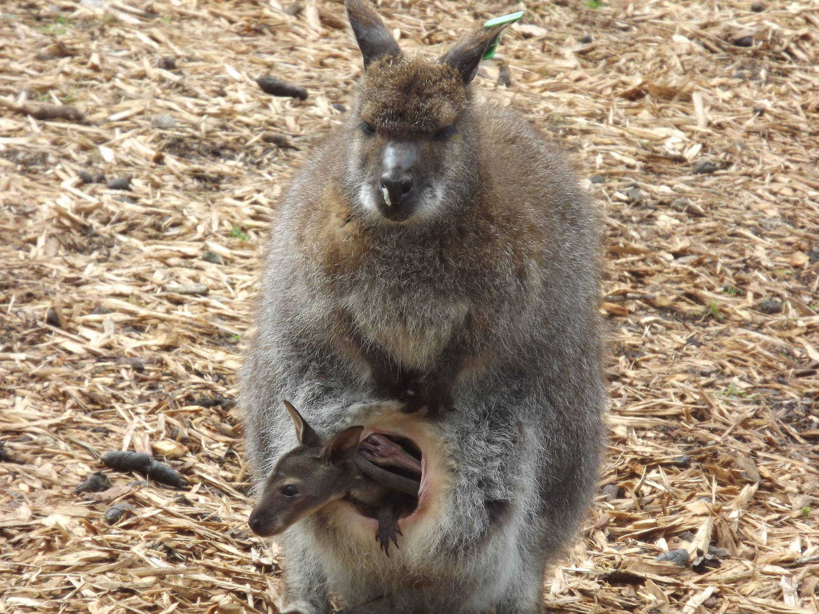 Red Necked Wallaby at Blackpool Zoo 19/05/12