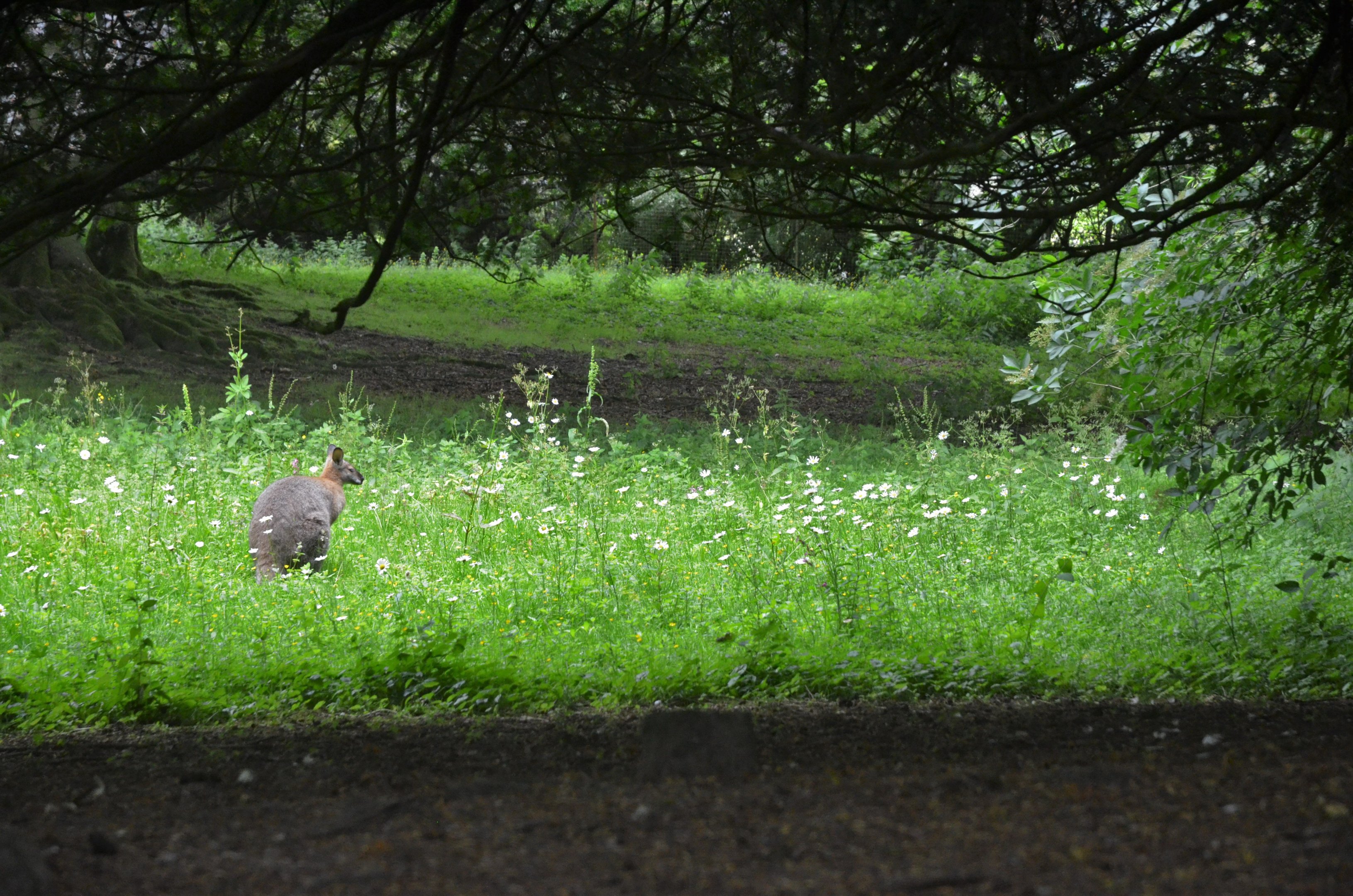 Red-necked Wallaby at Clères, 16/06/18
