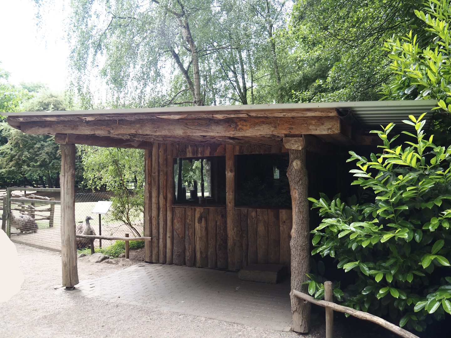 Red-necked wallaby barn viewing area, 2025-05-22