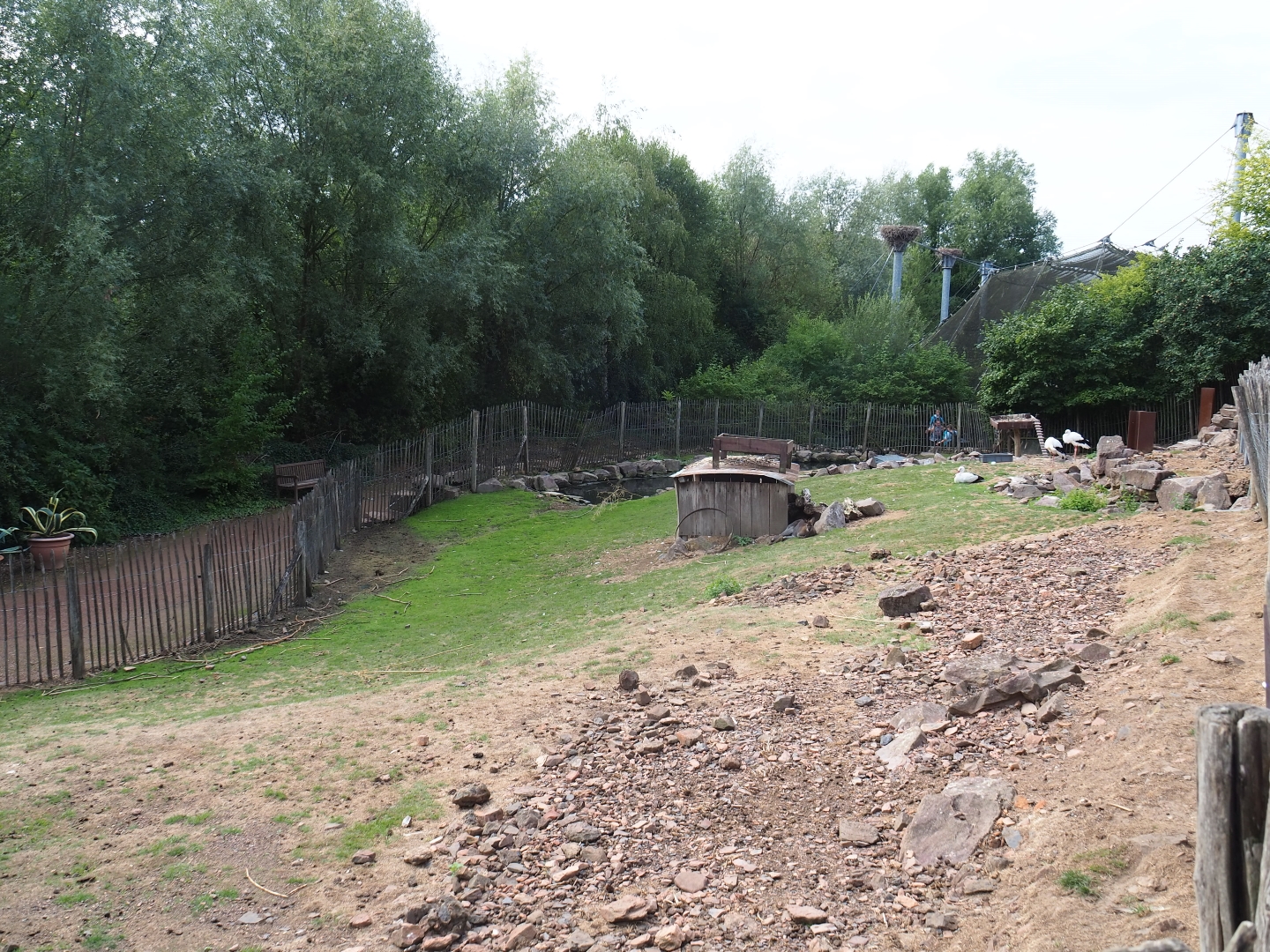 Red-necked wallaby - Black swan - White stork exhibit (Aug 28th, 2018)