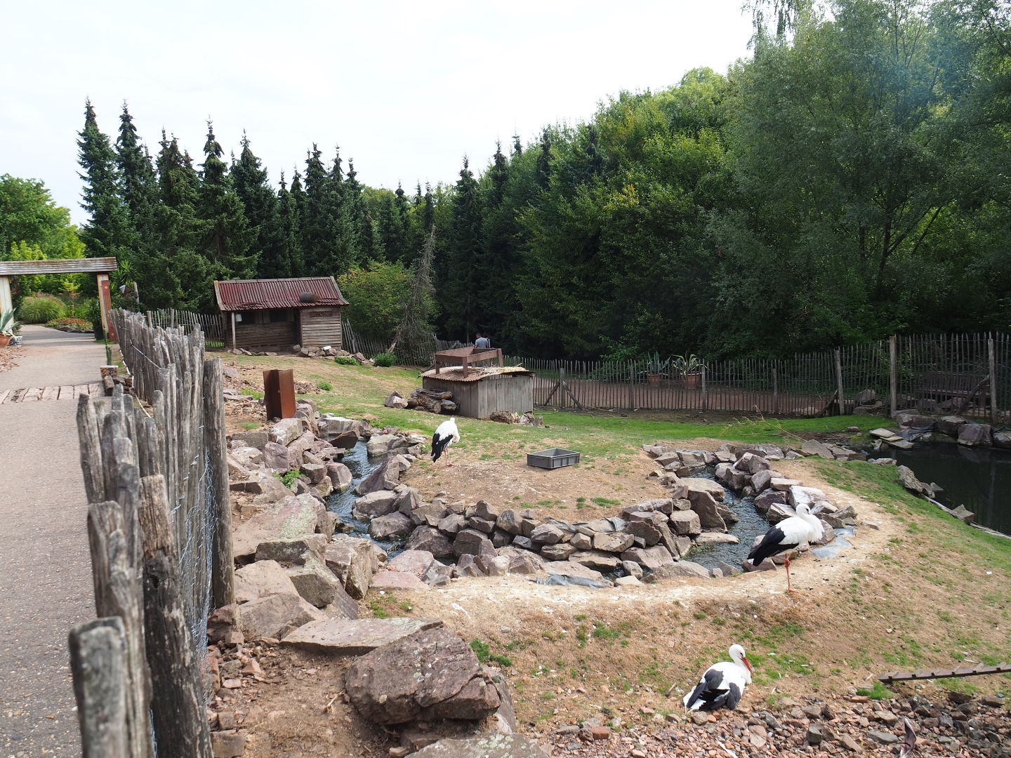 Red-necked wallaby - Black swan - White stork exhibit (Aug 28th, 2018)