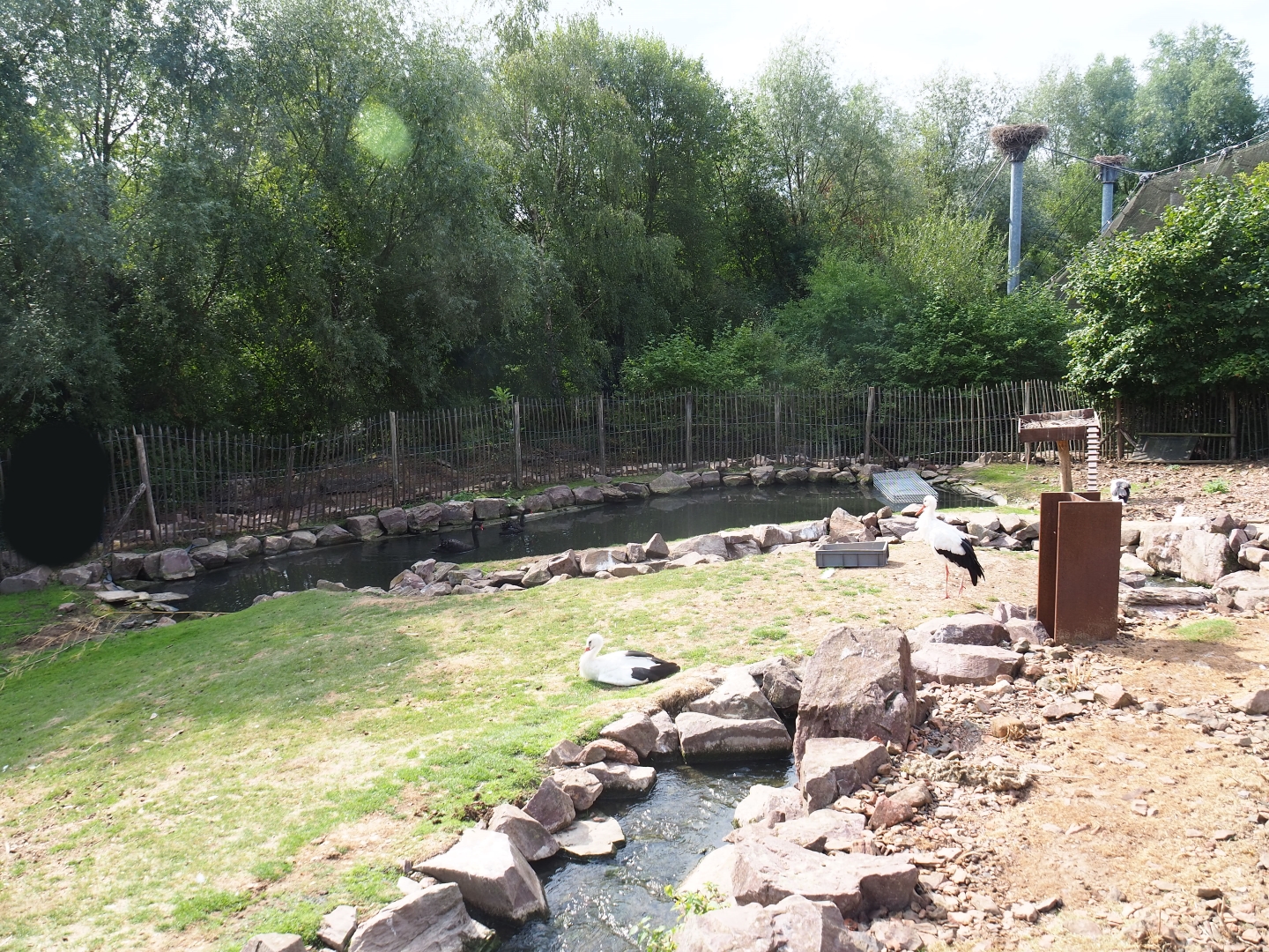 Red-necked wallaby - Black swan - White stork exhibit (Aug 28th, 2018)