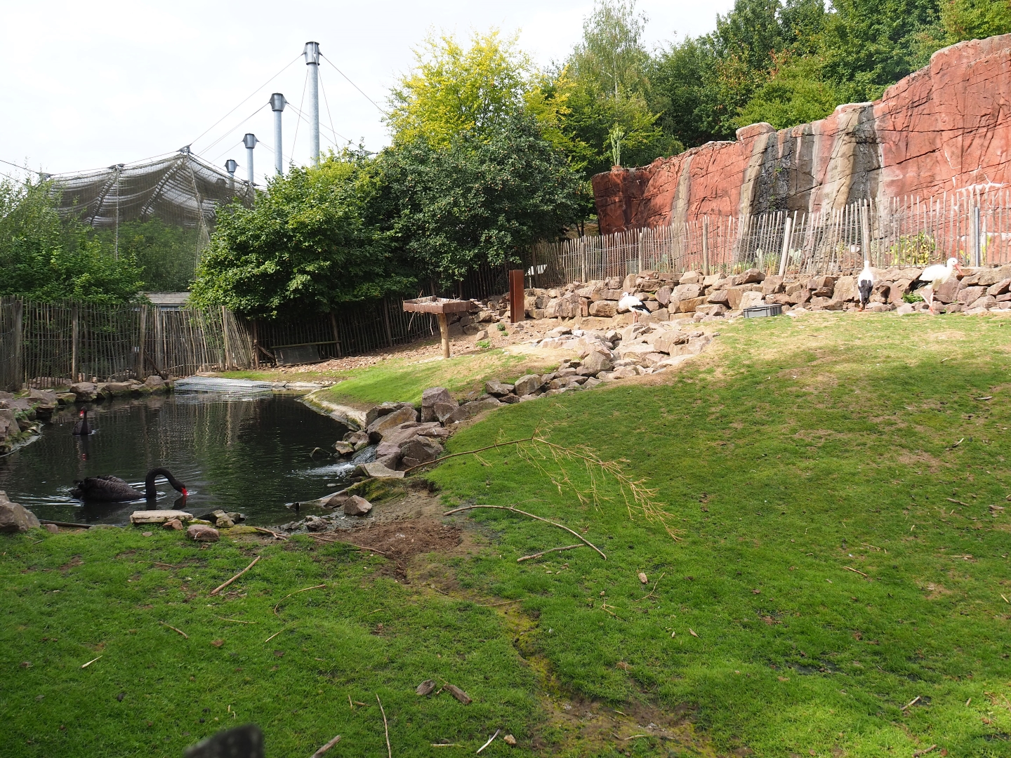 Red-necked wallaby - Black swan - White stork exhibit (Aug 28th, 2018)