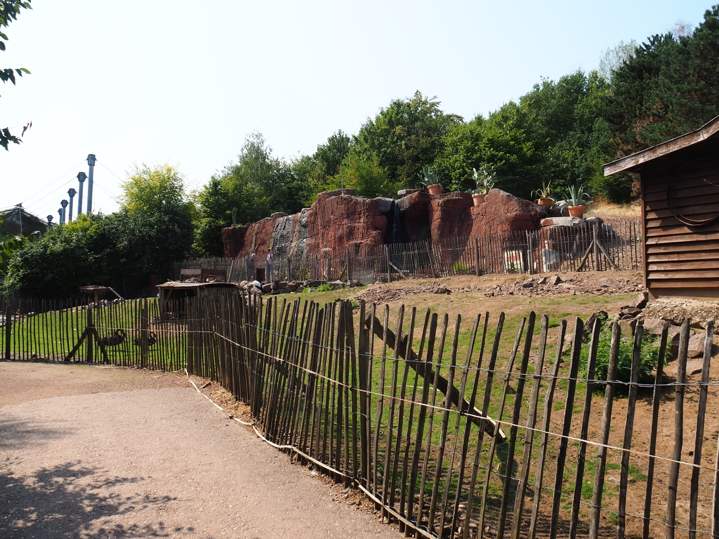 Red-necked wallaby - Black swan - White stork exhibit (Aug 28th, 2018)
