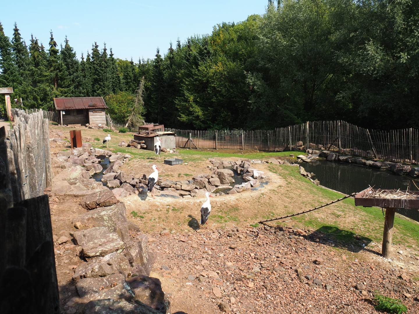 Red-necked wallaby - Black swan - White stork exhibit (Aug 28th, 2018)
