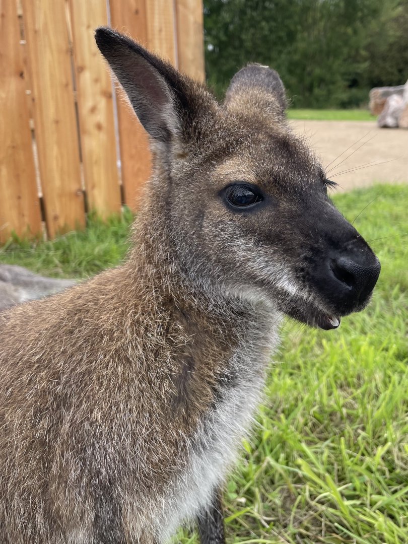 Red-Necked Wallaby Close-up