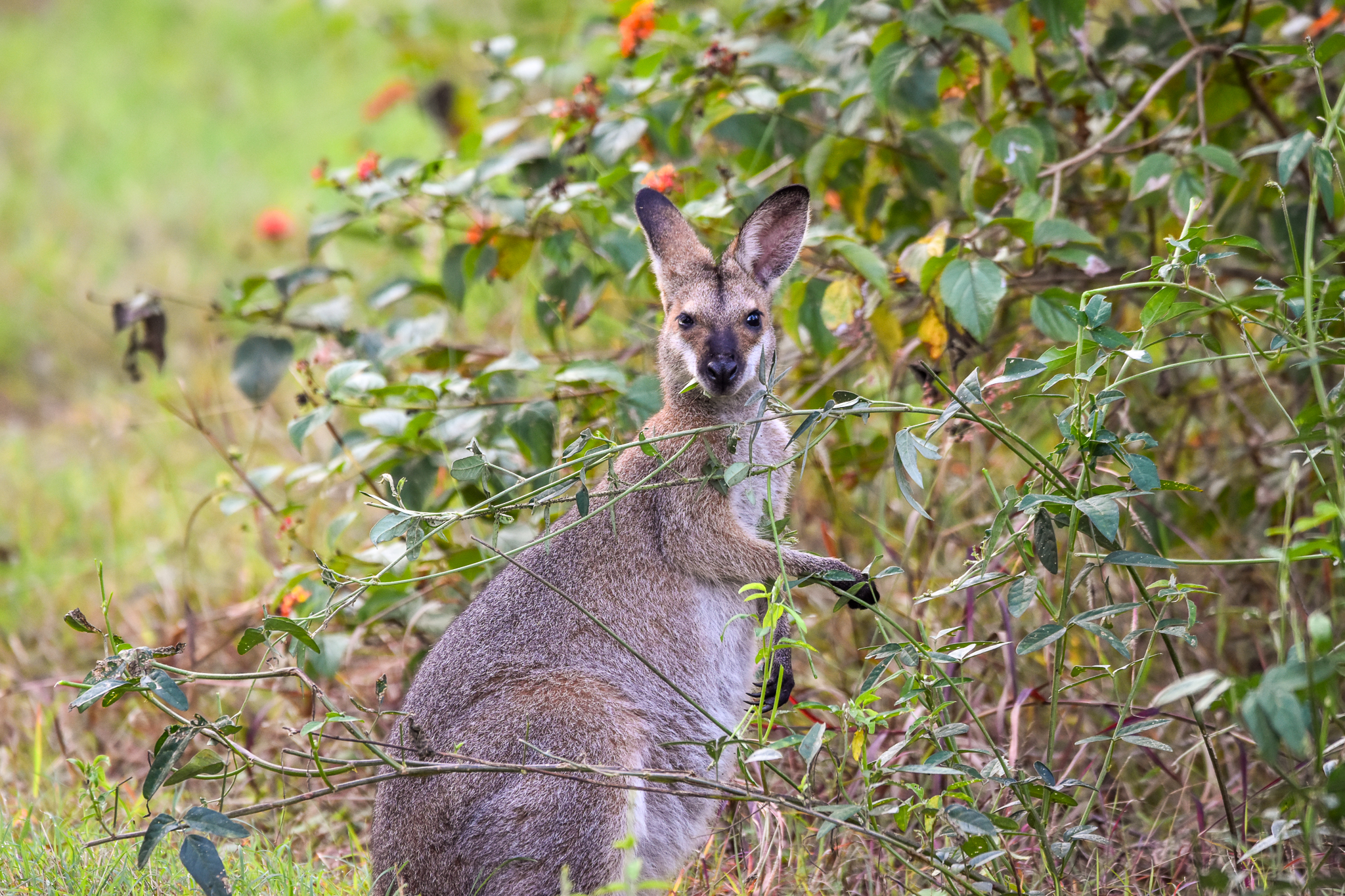 Red-necked Wallaby eating